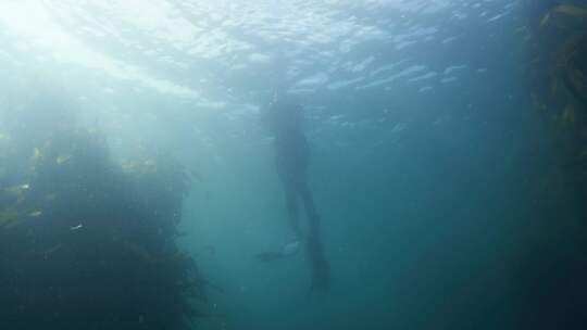 潜水员，海洋，海，脚蹼