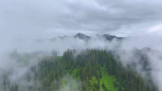 航拍新疆雪山森林风光