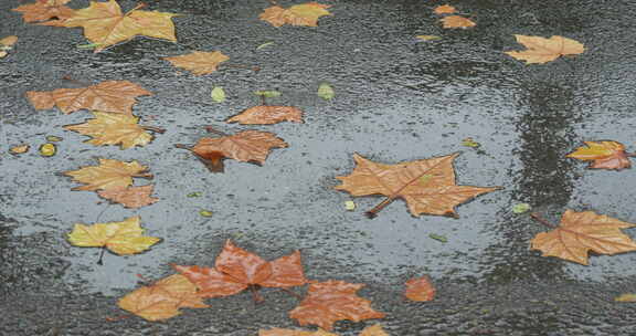 秋季秋雨下的公园