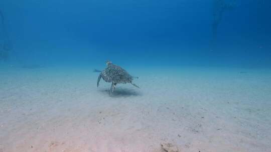 海龟，海洋，海洋生物，水下