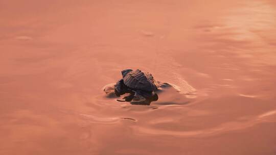 一只刚孵出的棱皮龟宝宝正爬向大海
