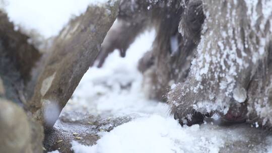 猴子在雪地里抓雪视频素材模板下载