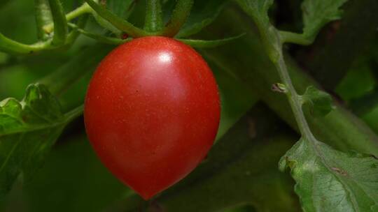 圣女果熟了农业种植樱桃番茄采摘