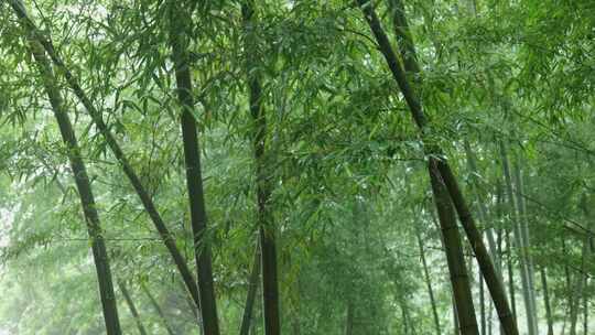 下雨天竹林景观特写，竹节挺拔竹叶繁茂