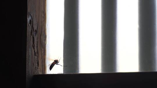 家里窗户上的马蜂屋里黄蜂飞来飞去寻找食物视频素材模板下载