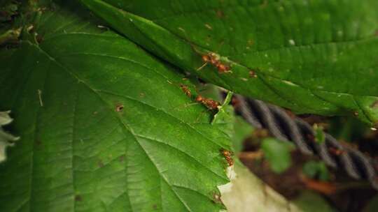 绳索、蚂蚁、切叶器、植物