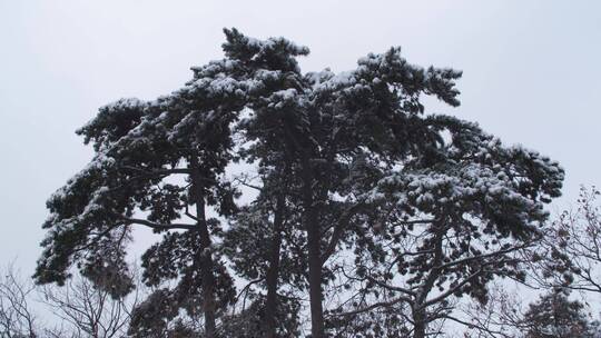 黄山雪松