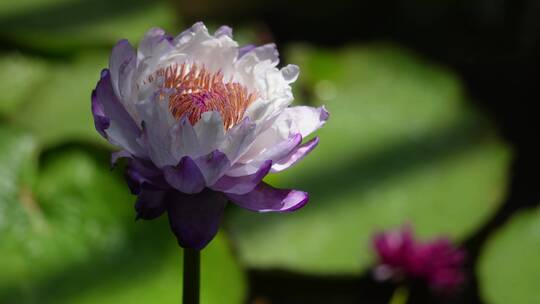 小鱼穿梭莲花池荷花池