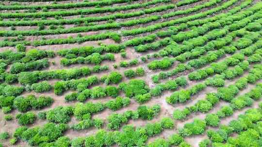 茶山茶园绿茶春茶茶叶