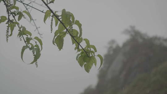 春天，信宜钱排春雨，烟雨大山乡村云雾缭绕