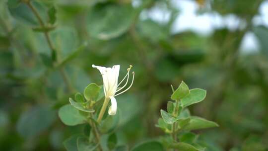 金银花 金银花种植 金银花收获