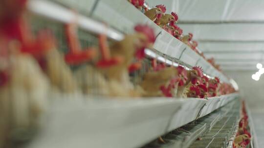 现代化养鸡厂5视频素材模板下载