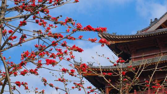 中式传统古建筑屋檐 木棉花