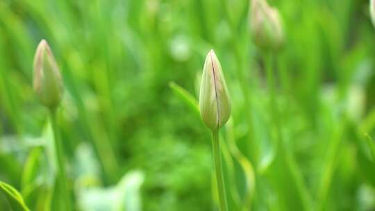 杭州太子湾含苞待放的郁金香花苞