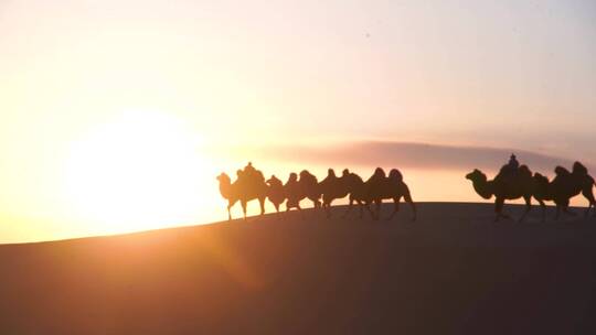 日落沙漠骆驼群视频素材模板下载
