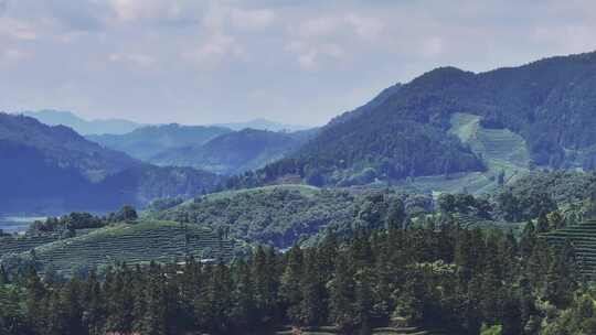 武夷山茶山梯田茶园