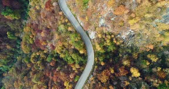 道路，森林，松树，风景