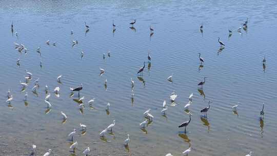 山西运城盐湖白鹭栖息飞翔，候鸟湿地生态