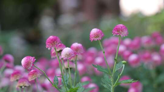 菊花-菊花展-园林艺术