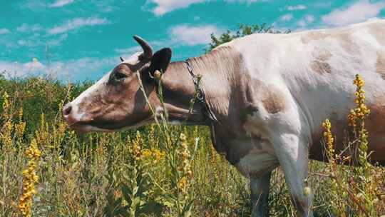 美丽的灰色和白色奶牛在草地上吃草