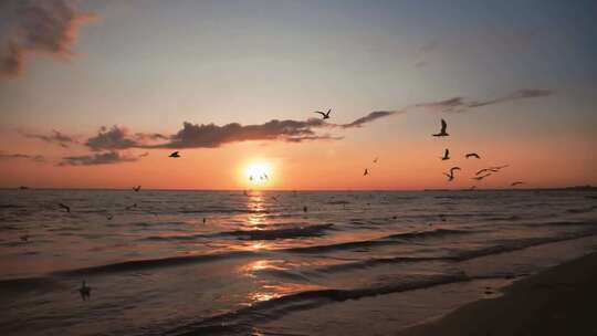 夕阳下海面上飞翔的海鸥