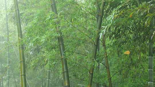 竹林竹叶禅意下雨天唯美空镜