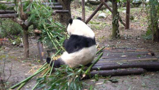 国宝大熊猫动物萌宠四川成都