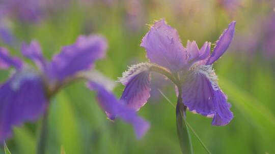 阳光下紫色的花