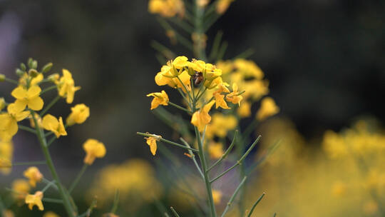 蜜蜂在油菜花上采蜜