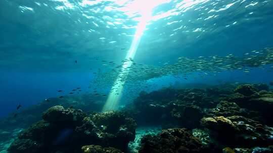 4k阳光透过海面大海里的鱼群海洋生物