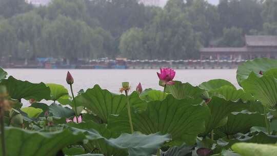 济南夏季大明湖，雨中荷花盛开娇艳醉人