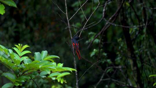 赤红山椒鸟、漂亮的山椒鸟