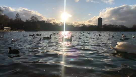 海德公园湖里自在的天鹅鸟逆光剪影