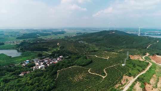 油茶树基地实拍采摘茶籽视频素材模板下载