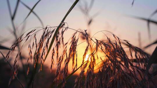 夕阳下逆光唯美芦苇花空镜