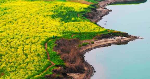 长沙湘府路大桥油菜花航拍