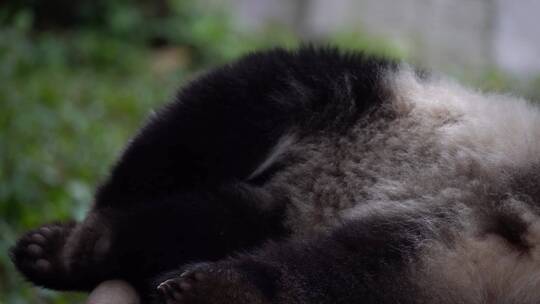 躺着挠痒的熊猫