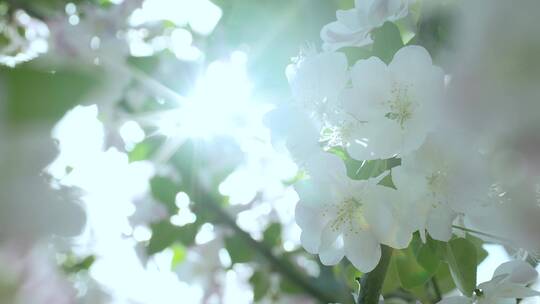 正午的阳光穿过茂密的海棠花树丛