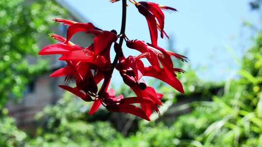 龙牙花牙花花朵花象牙红龙芽花