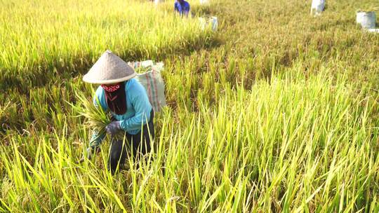 农民人工收割水稻视频素材模板下载