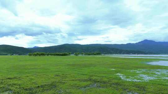 拉市海湿地公园夏天