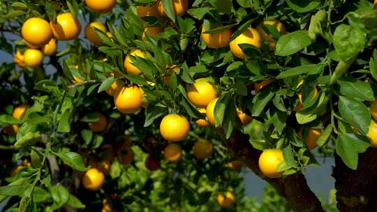 橙子树上挂满了成熟的橙子