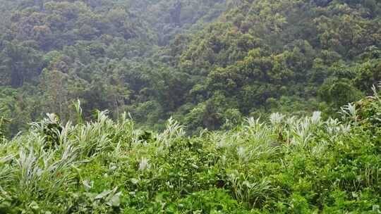 狂风中的芦苇绿植视频素材模板下载