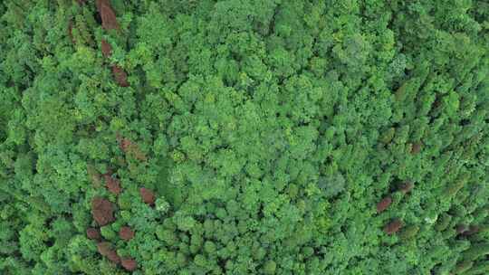 四川彭州九峰山原始森林、苍翠山林