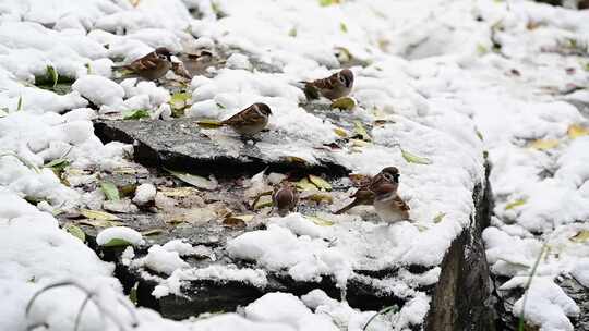 冬季厚厚的白色雪地里觅食的小麻雀