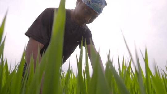 人像农民田间劳作水稻粮食希望的田野农业视频素材模板下载