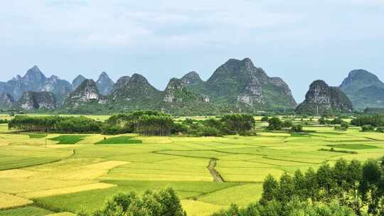 秋天阳光下桂林喀斯特山峰下的金黄色稻田