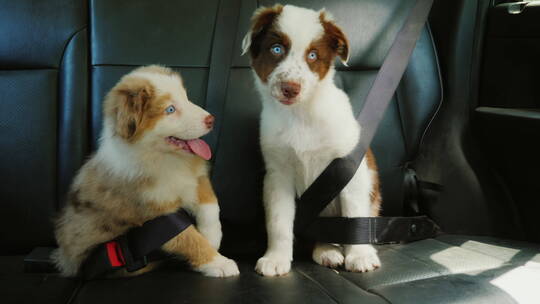 车上的两只小狗被系上安全带