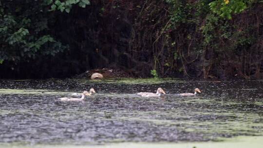4k实拍下雨天农村池塘里的鸭子们