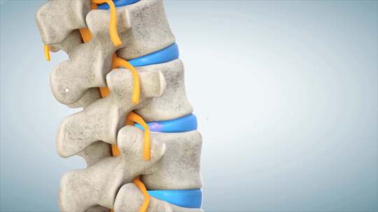 人体脊椎三维动画